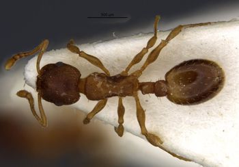 Media type: image;   Entomology 28840 Aspect: habitus dorsal view